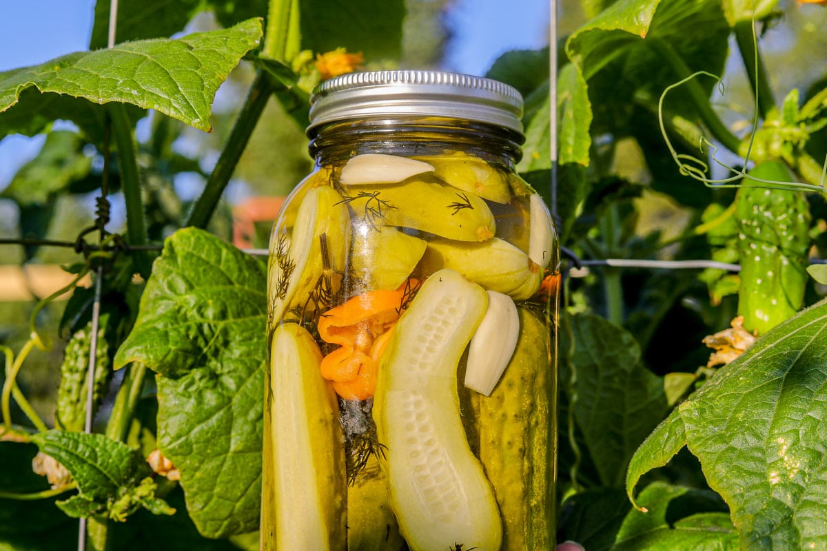 Zesty Refrigerator Dill Pickles Hilda's Kitchen Blog