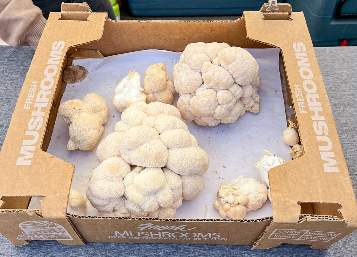 lion's mane mushrooms in a carton