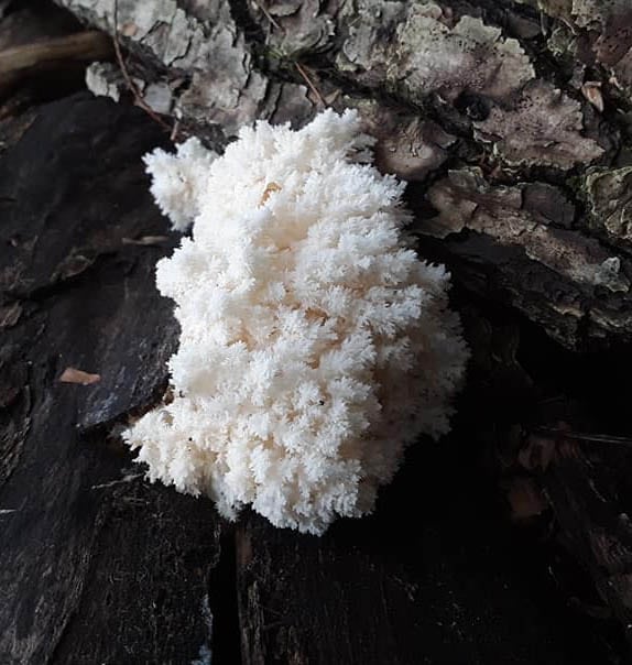lions mane growing on a tree