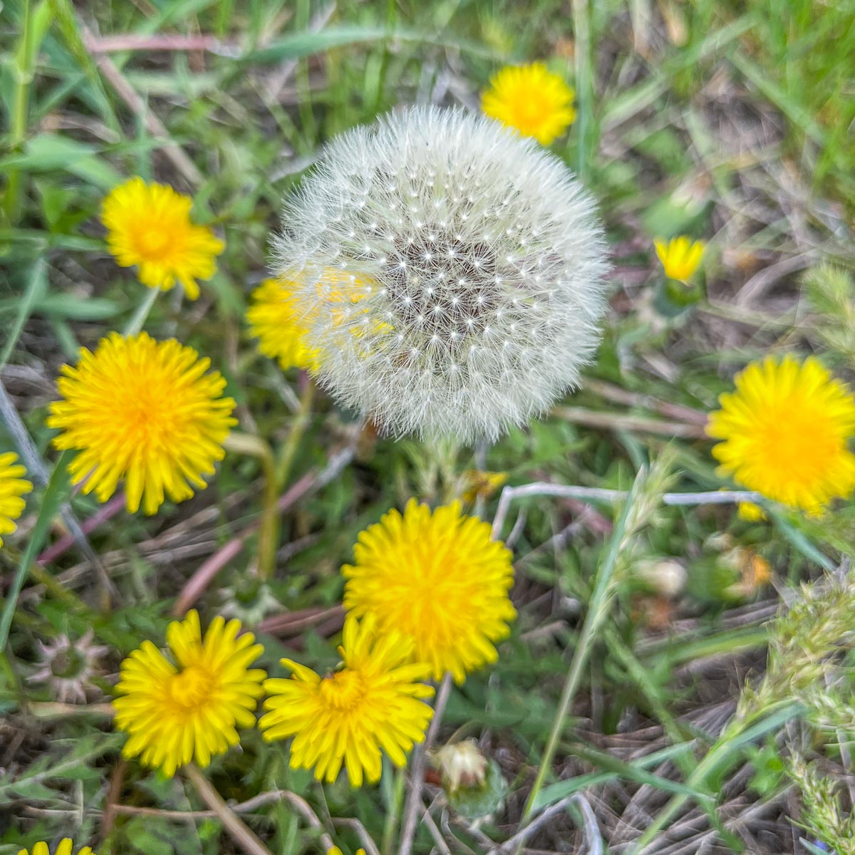 dandelion going to seed