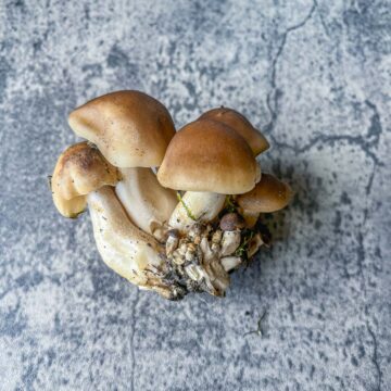 Lyophyllum decastes/fried chicken mushrooms