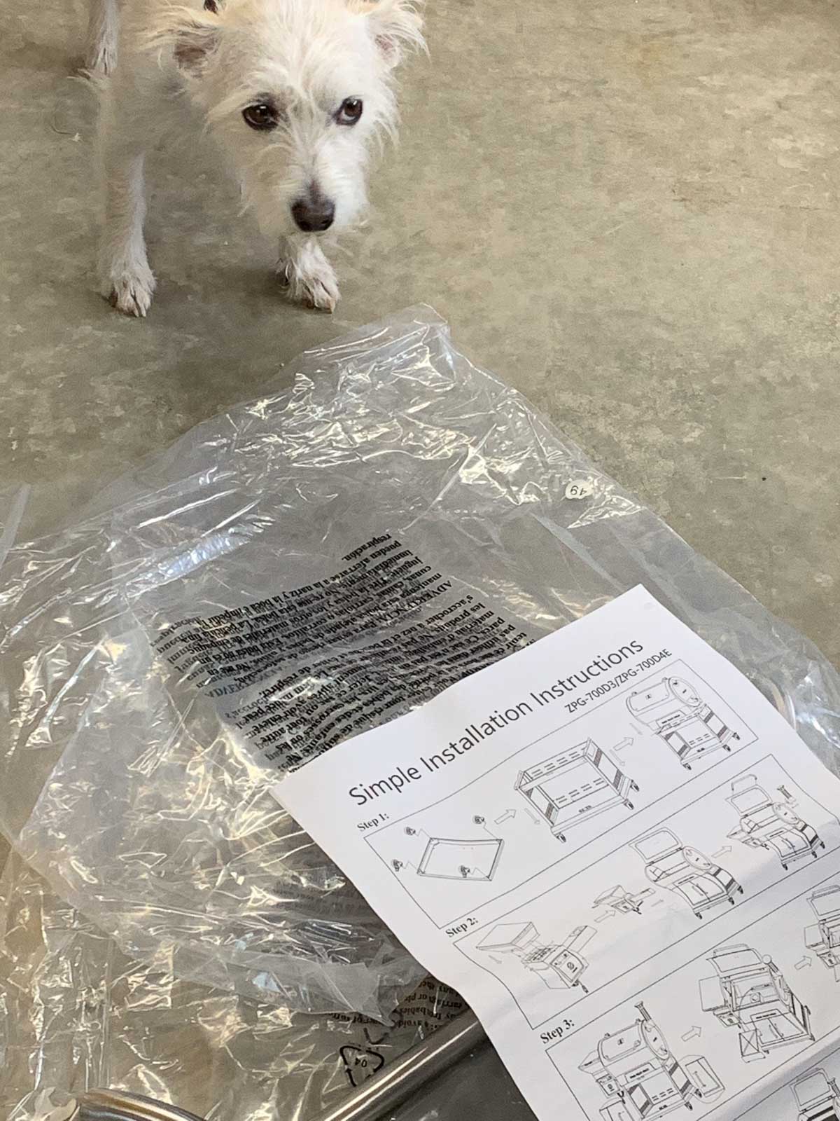 a white terrier looking at an instructions manual