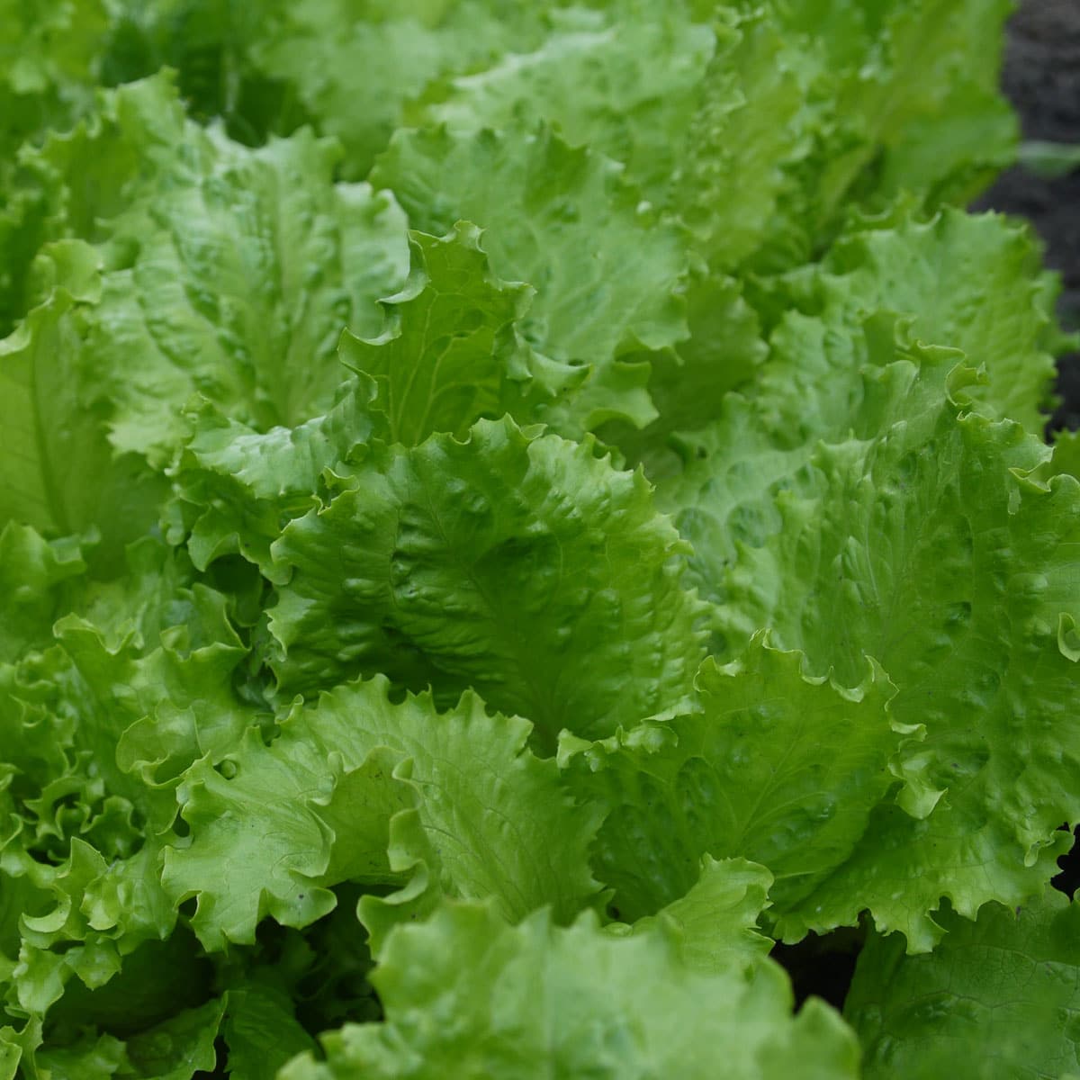 romaine lettuce