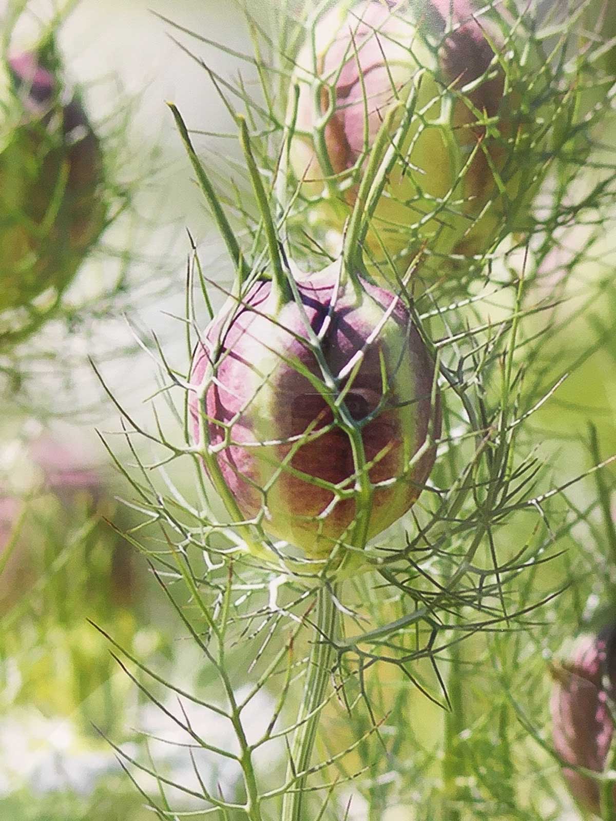 How to Forage and Use Rowanberries