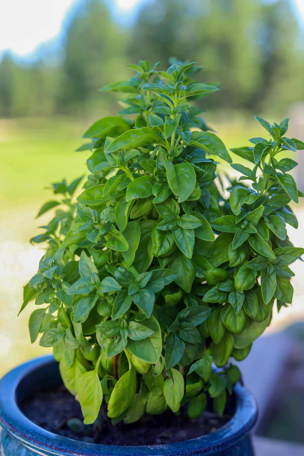 basil plant in a blue pot