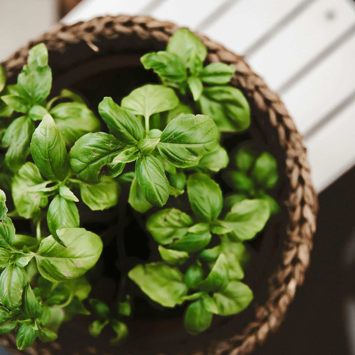 How To Dry Basil Leaves Hilda s Kitchen Blog