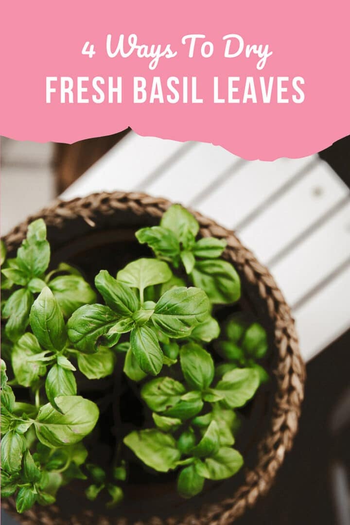 fresh potted basil viewed from above