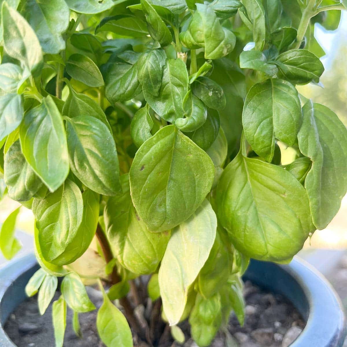 How To Dry Basil Leaves Hilda s Kitchen Blog