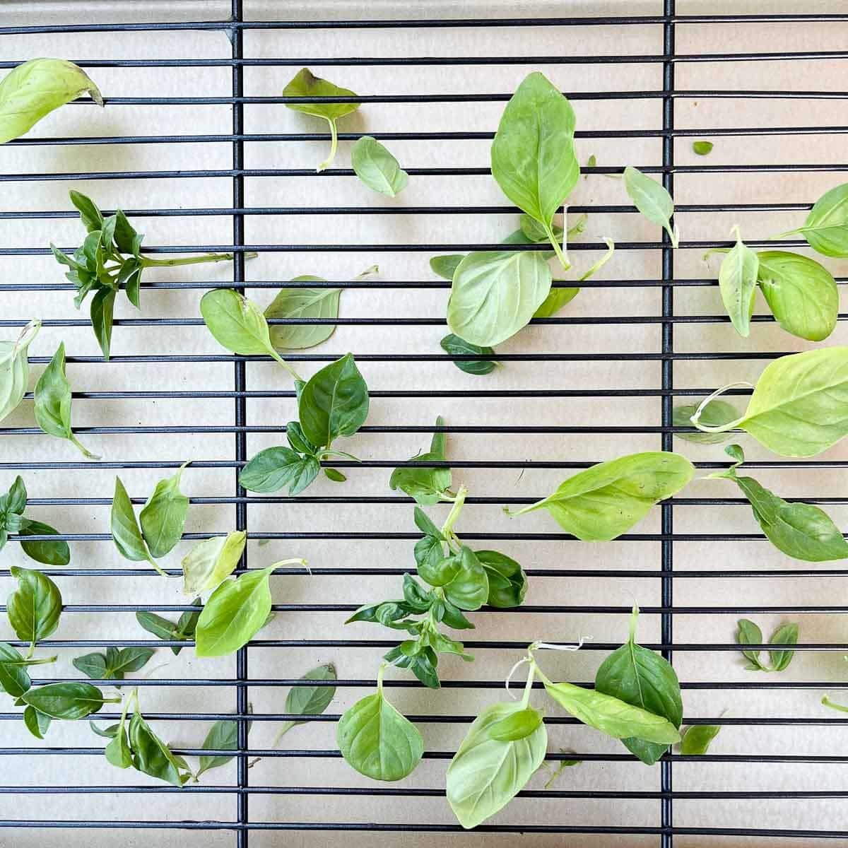 basil leaves air drying on rack