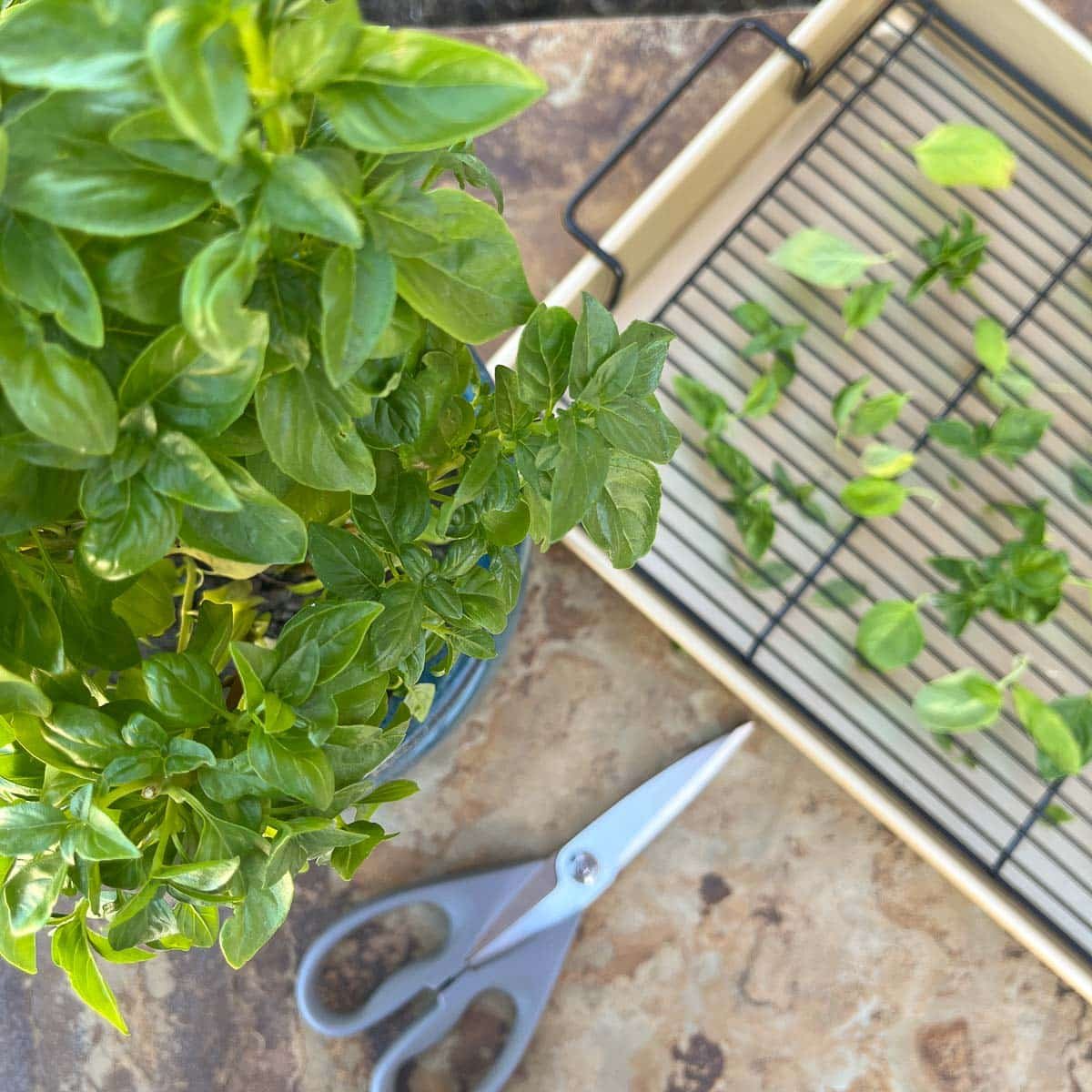 How To Dry Basil Leaves Hilda s Kitchen Blog