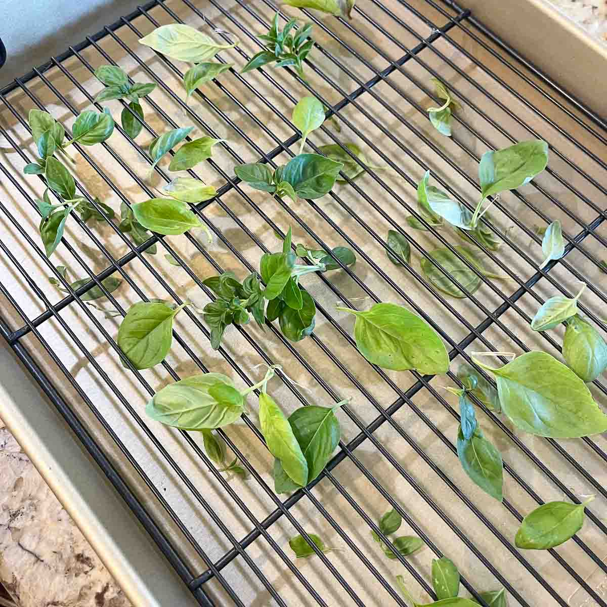 How To Dry Basil Leaves Hilda s Kitchen Blog