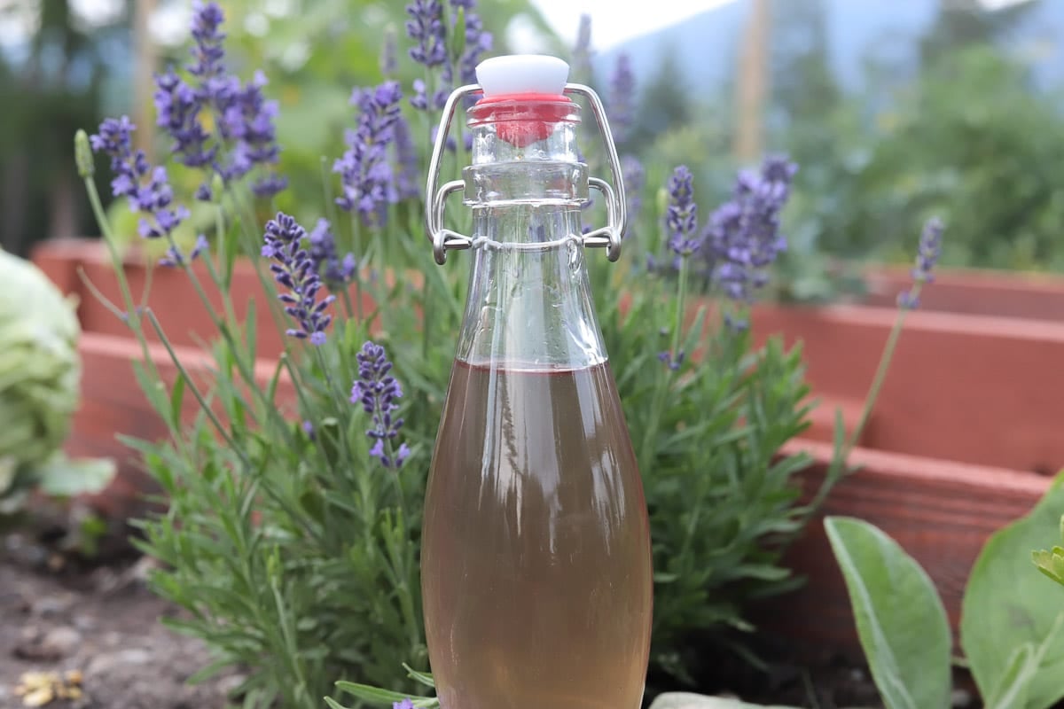 lavender simple syrup in the garden