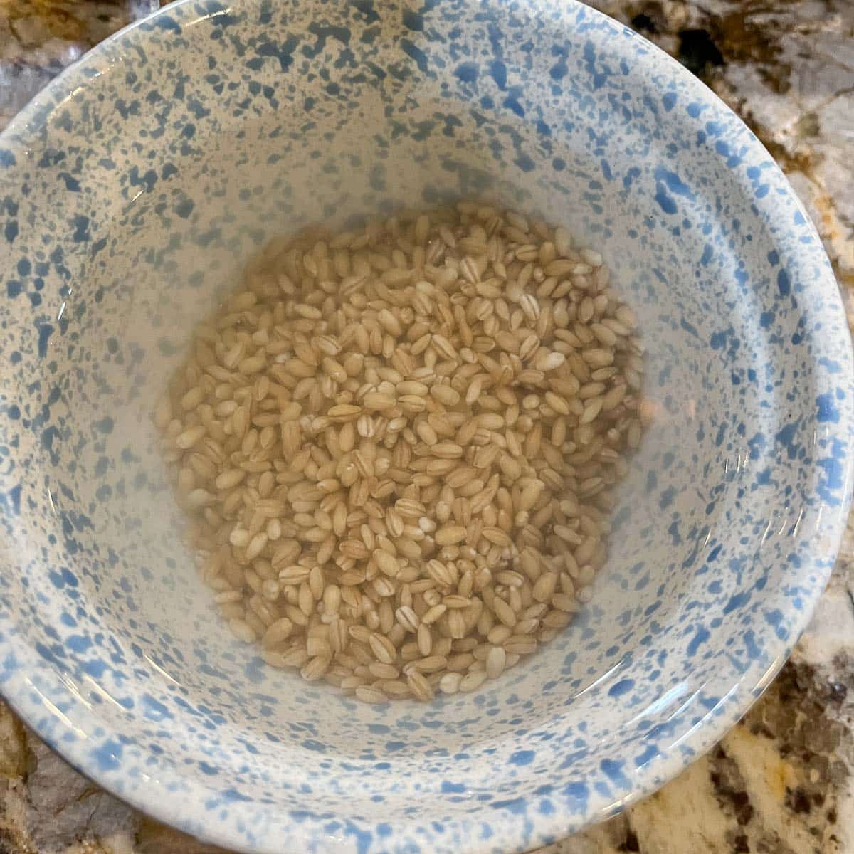barley soaking in water