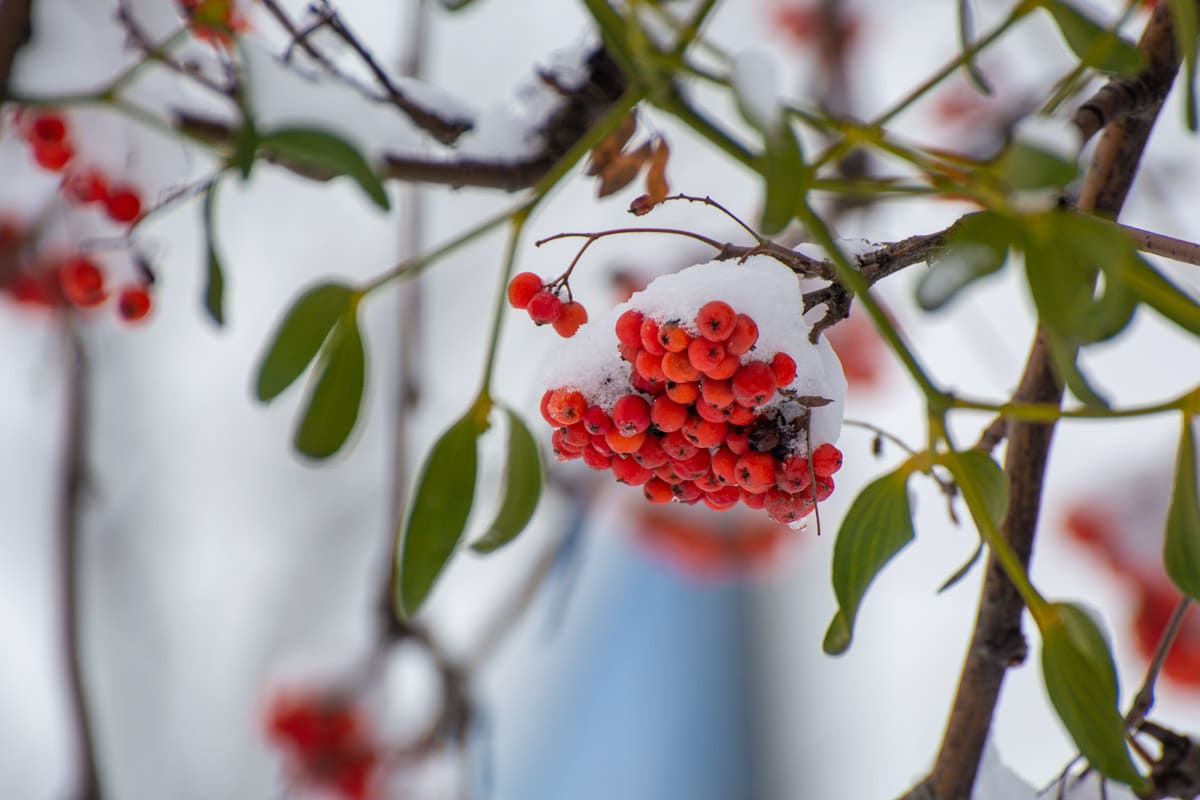 mountain ash tree with snow covered rowan berries