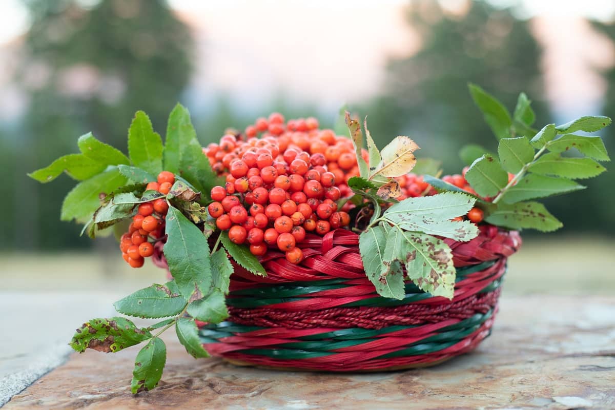 rowan berries in a basket