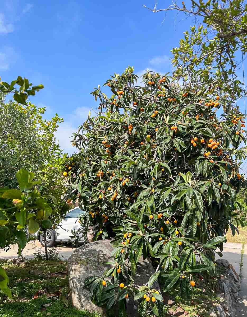 loquat tree