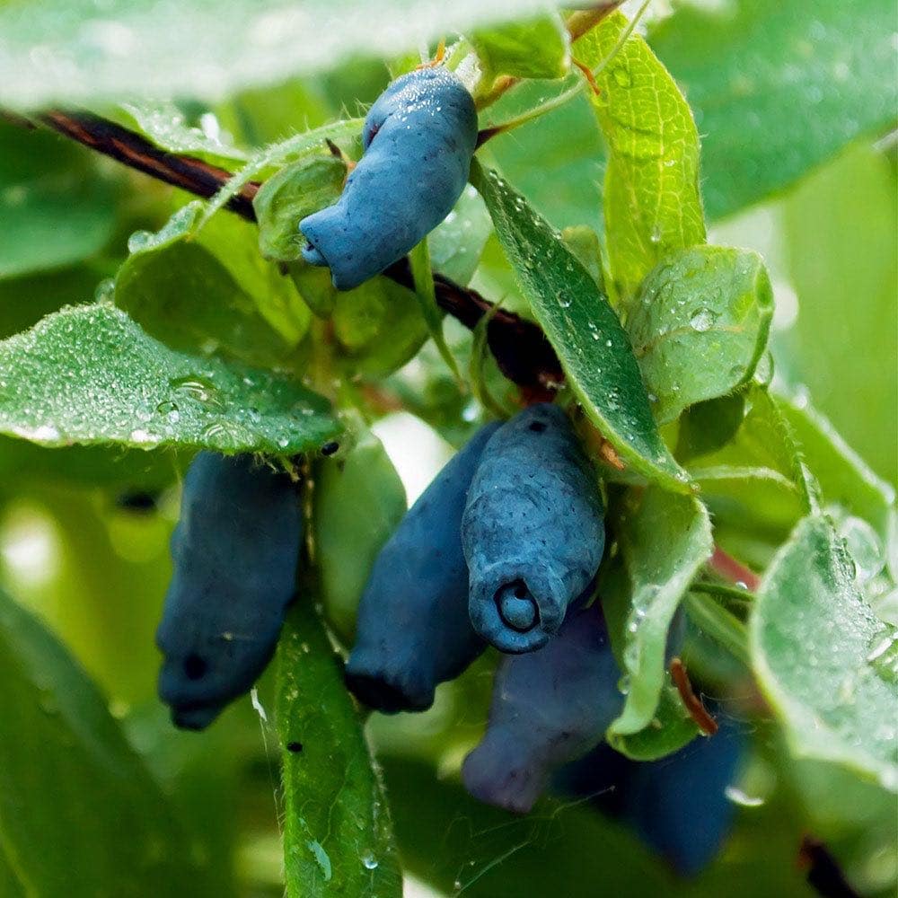long blue haskap berries growing on shrub