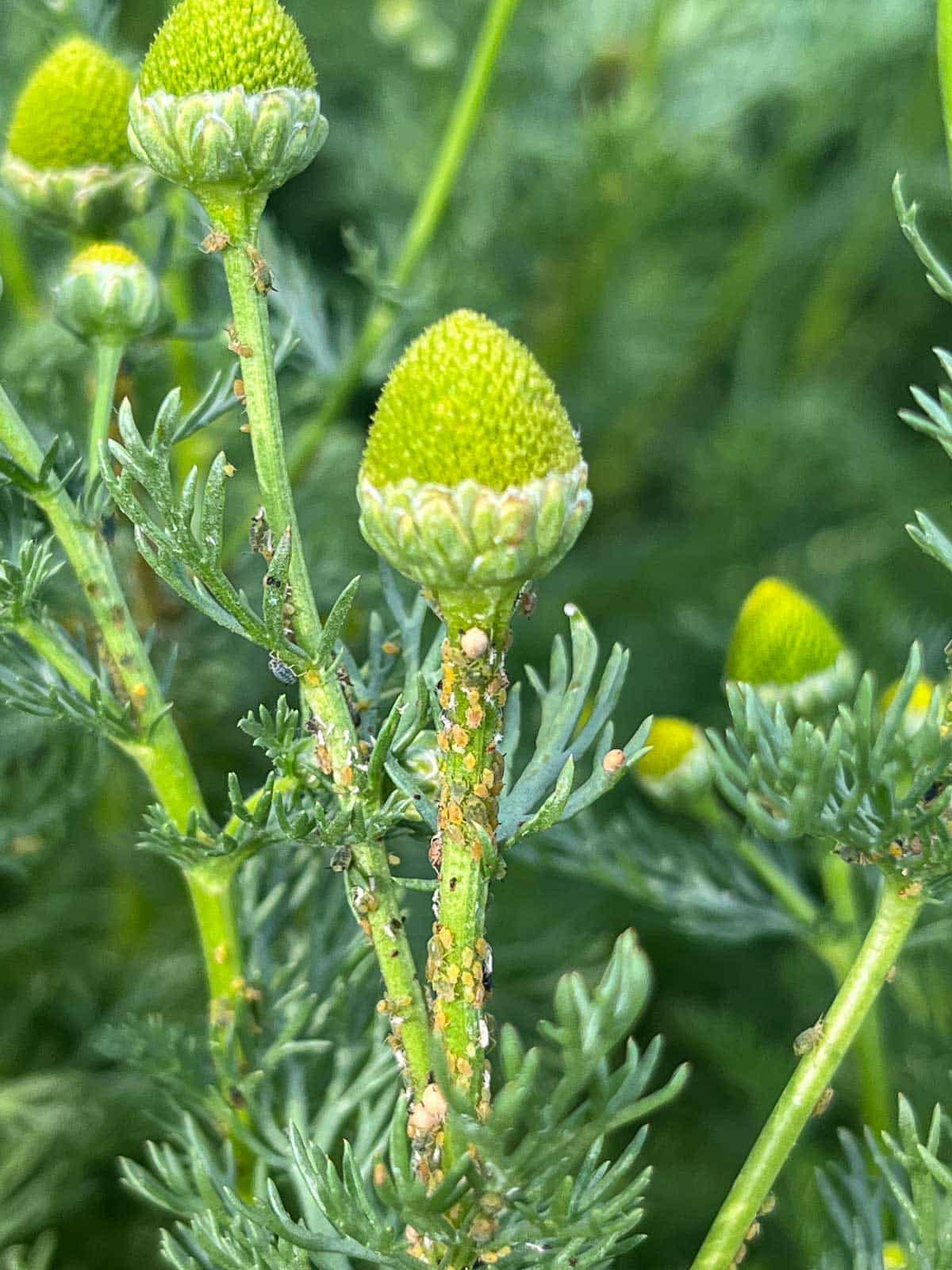 pineapple weed covered with aphids