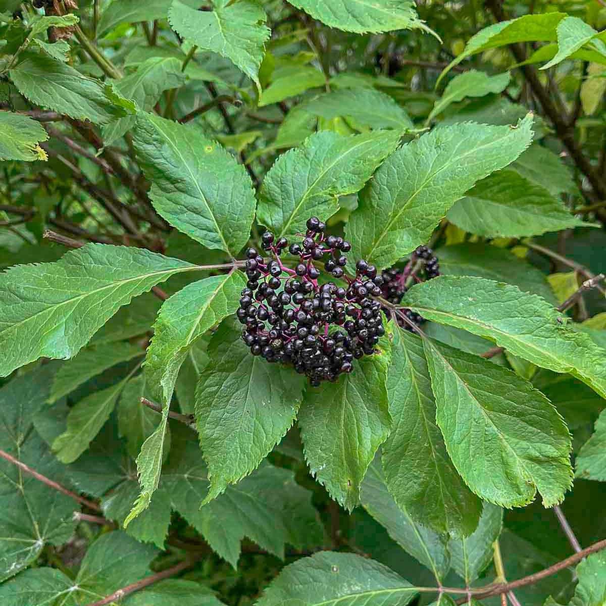 elderberries