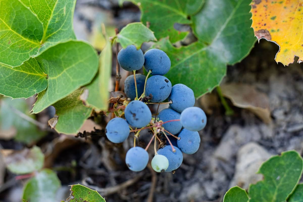blue oregon grapes growing in a cluster