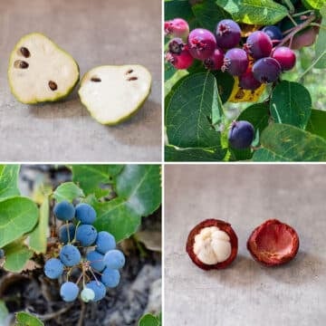 exotic fruits and berry types