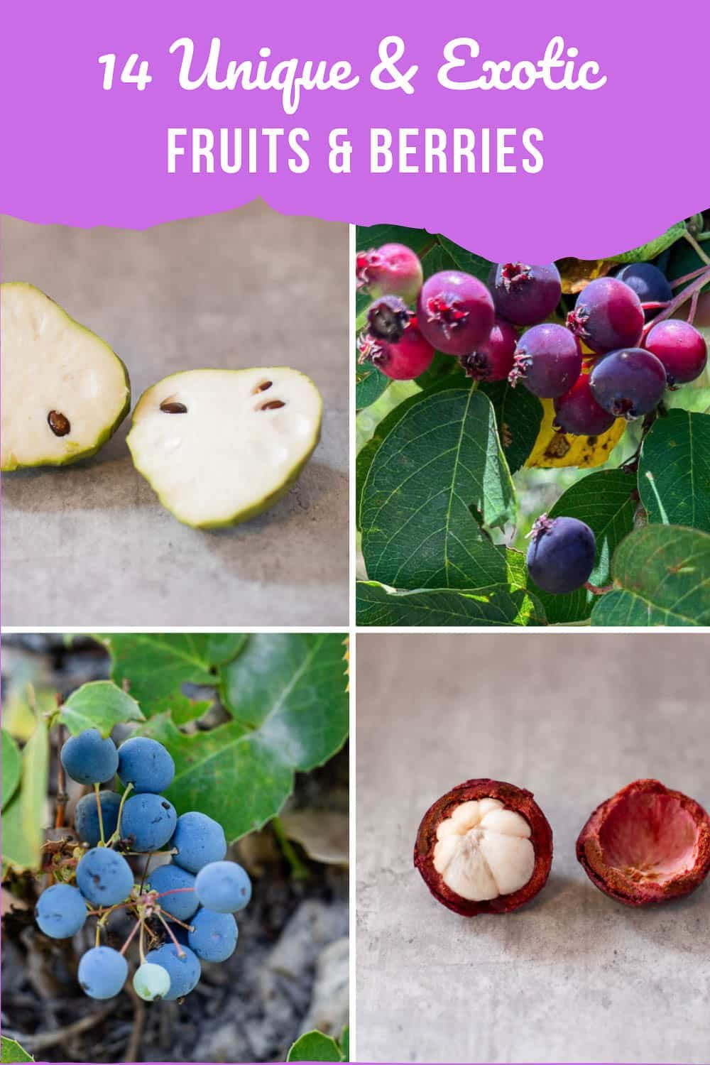 exotic fruits and berry types pinterest pin