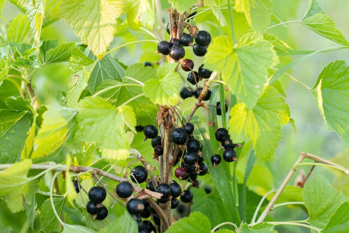 black currant cluster growing on shrub