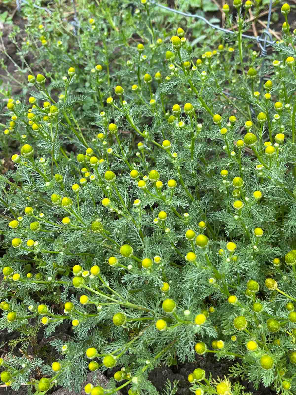 pineapple weed plant