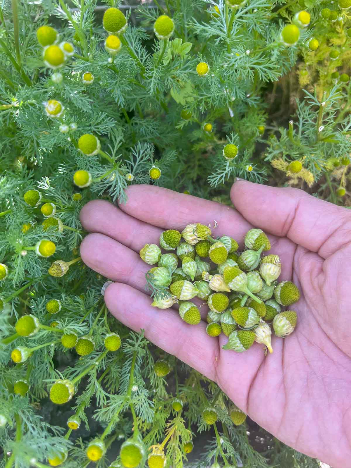 pineapple weed flowers picked in a hand