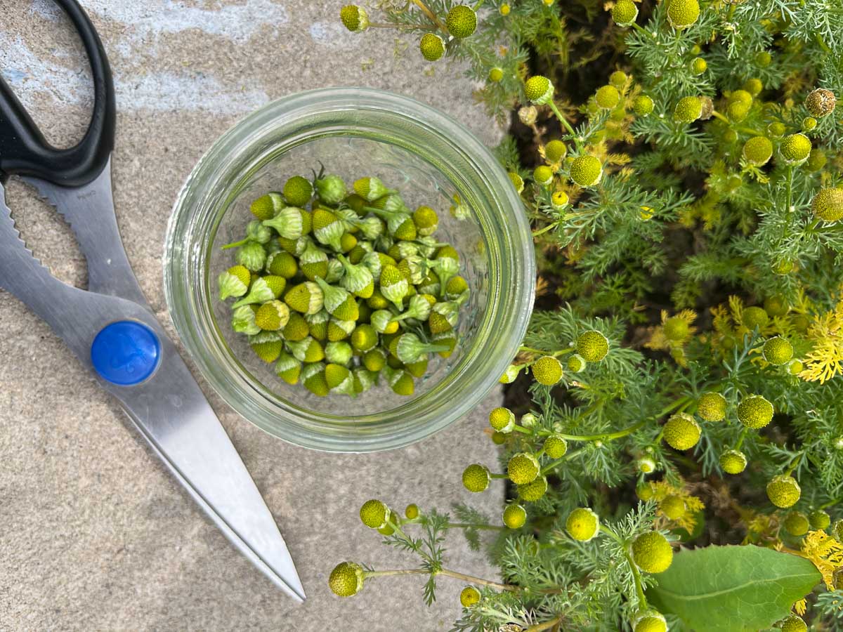 pineapple weed snipped in a jar with scissors on the side