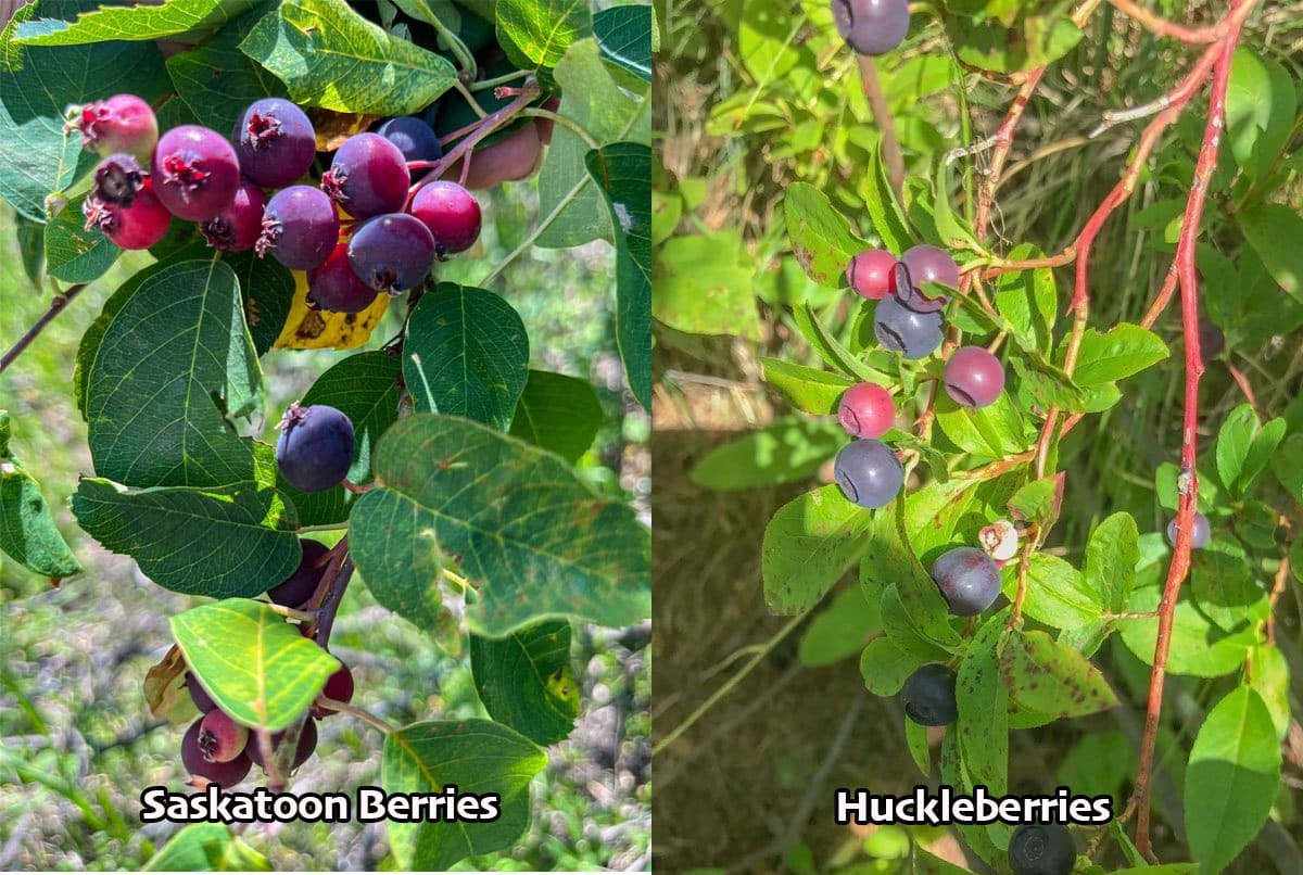 Saskatoons vs huckleberries picture