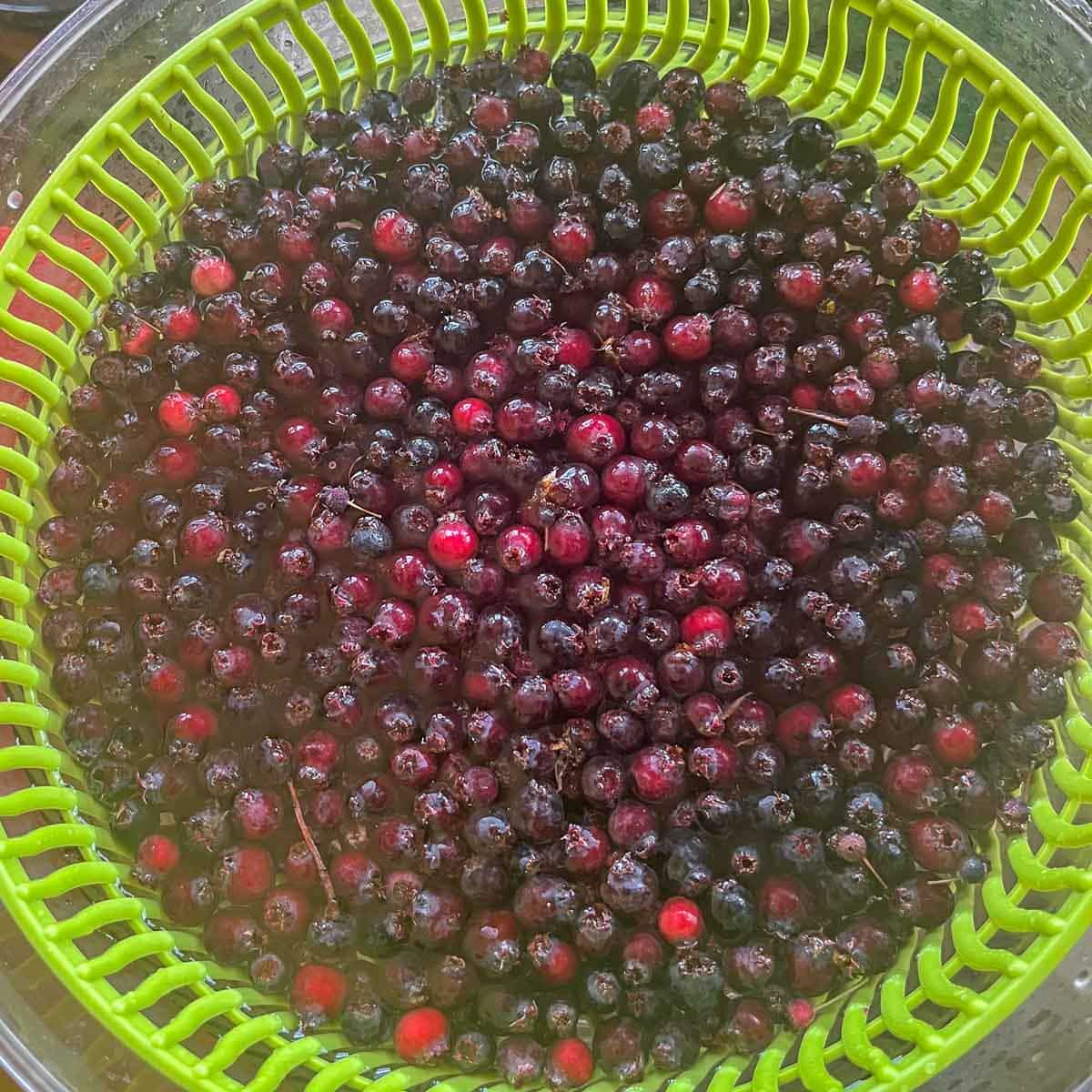 Saskatoon berries in a green bowl