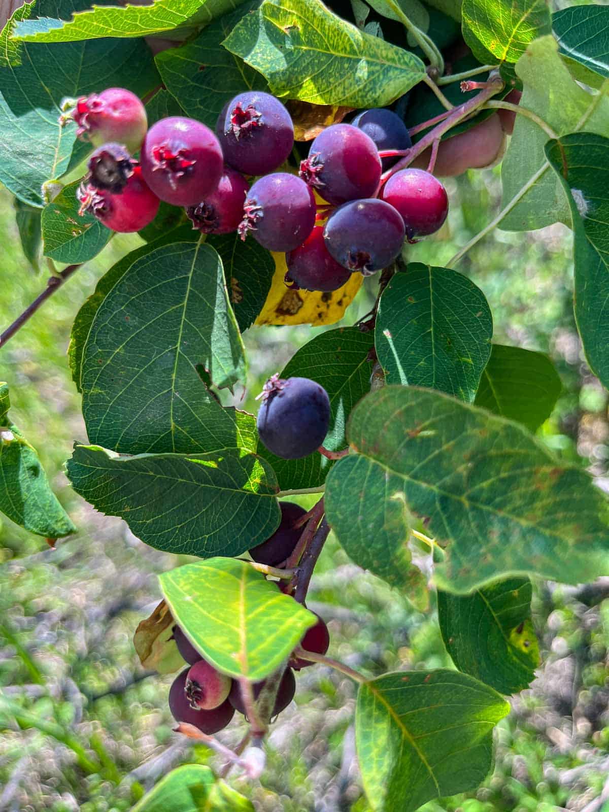 saskatoon berries on the tree