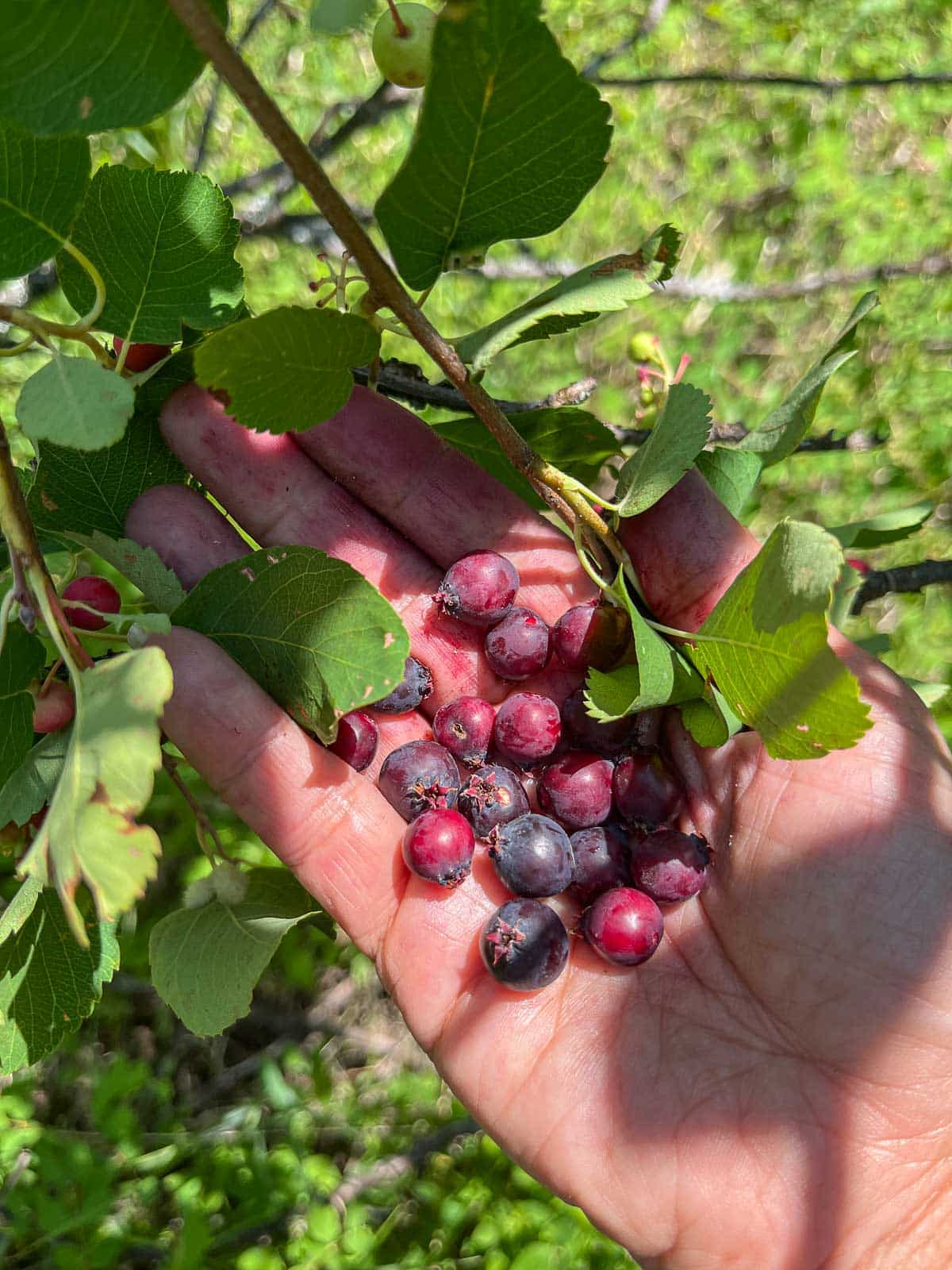 picking Saskatoon berries off of a tree