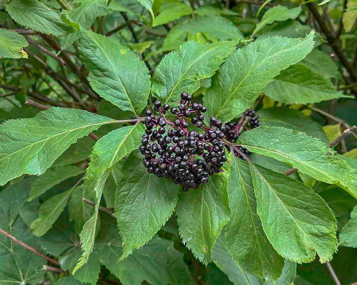 elderberries growing in dense cluster