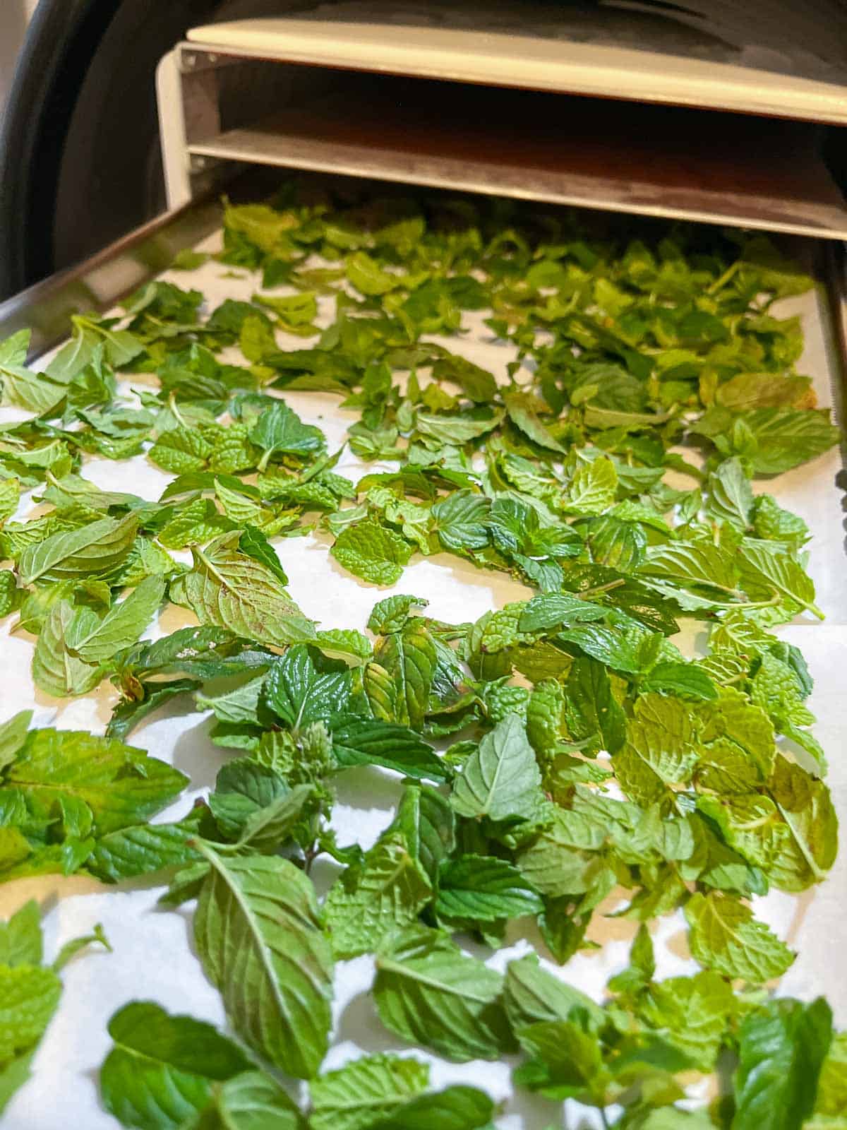 herbs being freeze dried