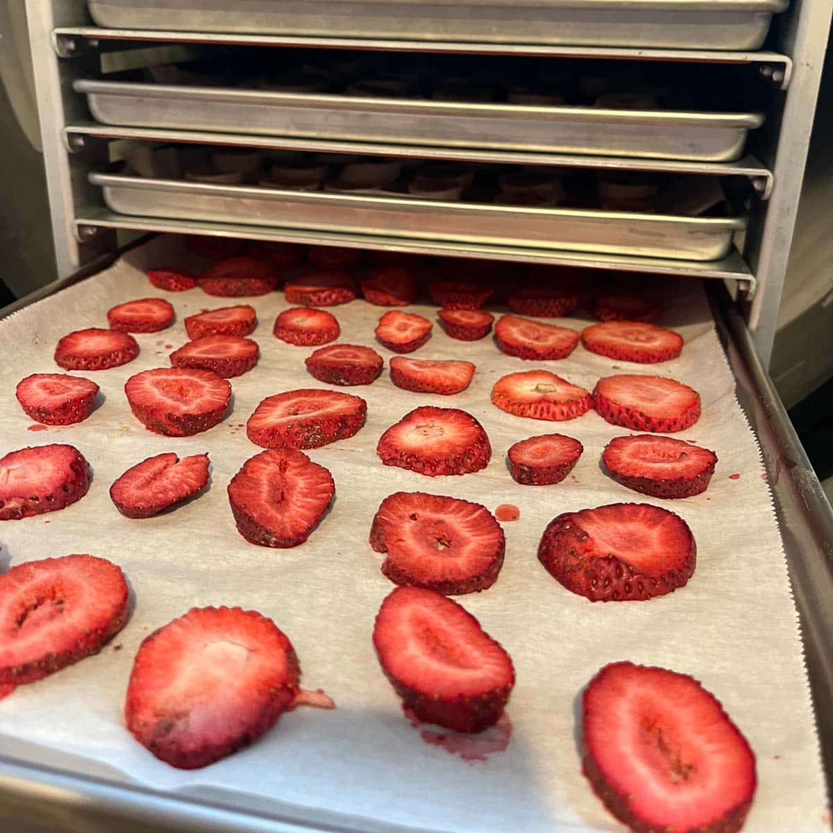 strawberries being freeze dried in a harvest right freeze dryer