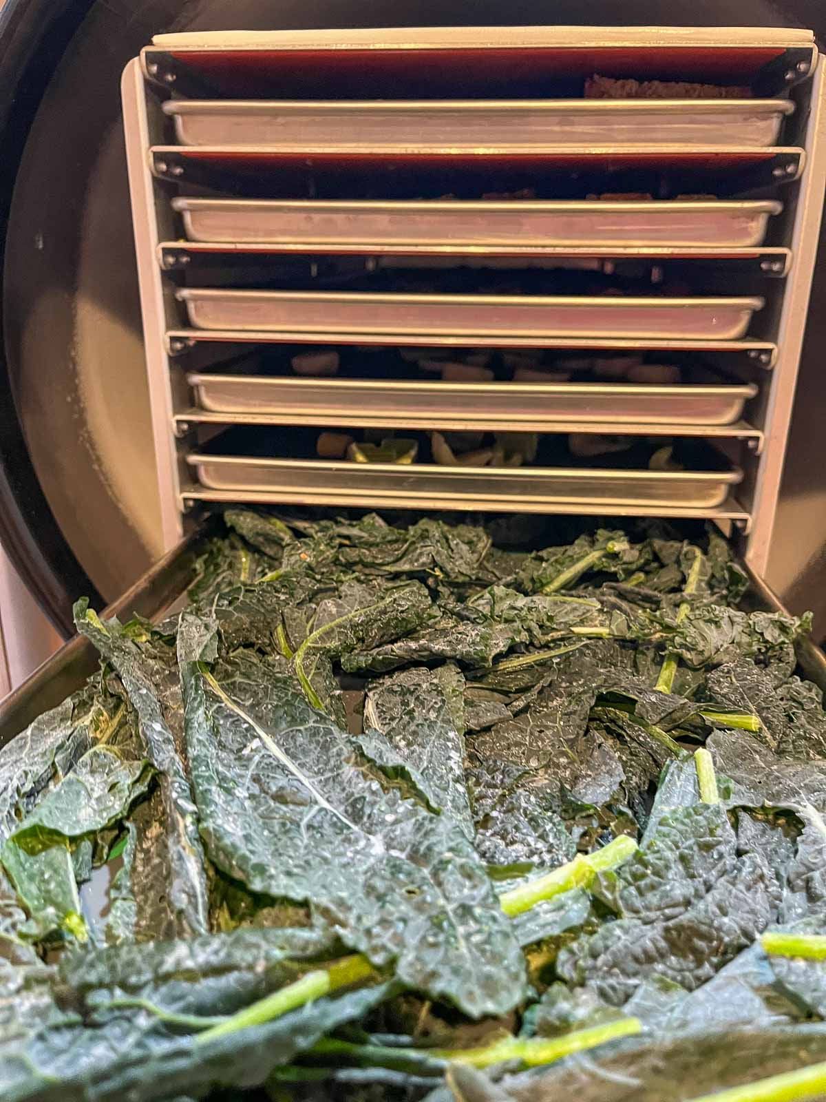 kale on freeze dryer trays