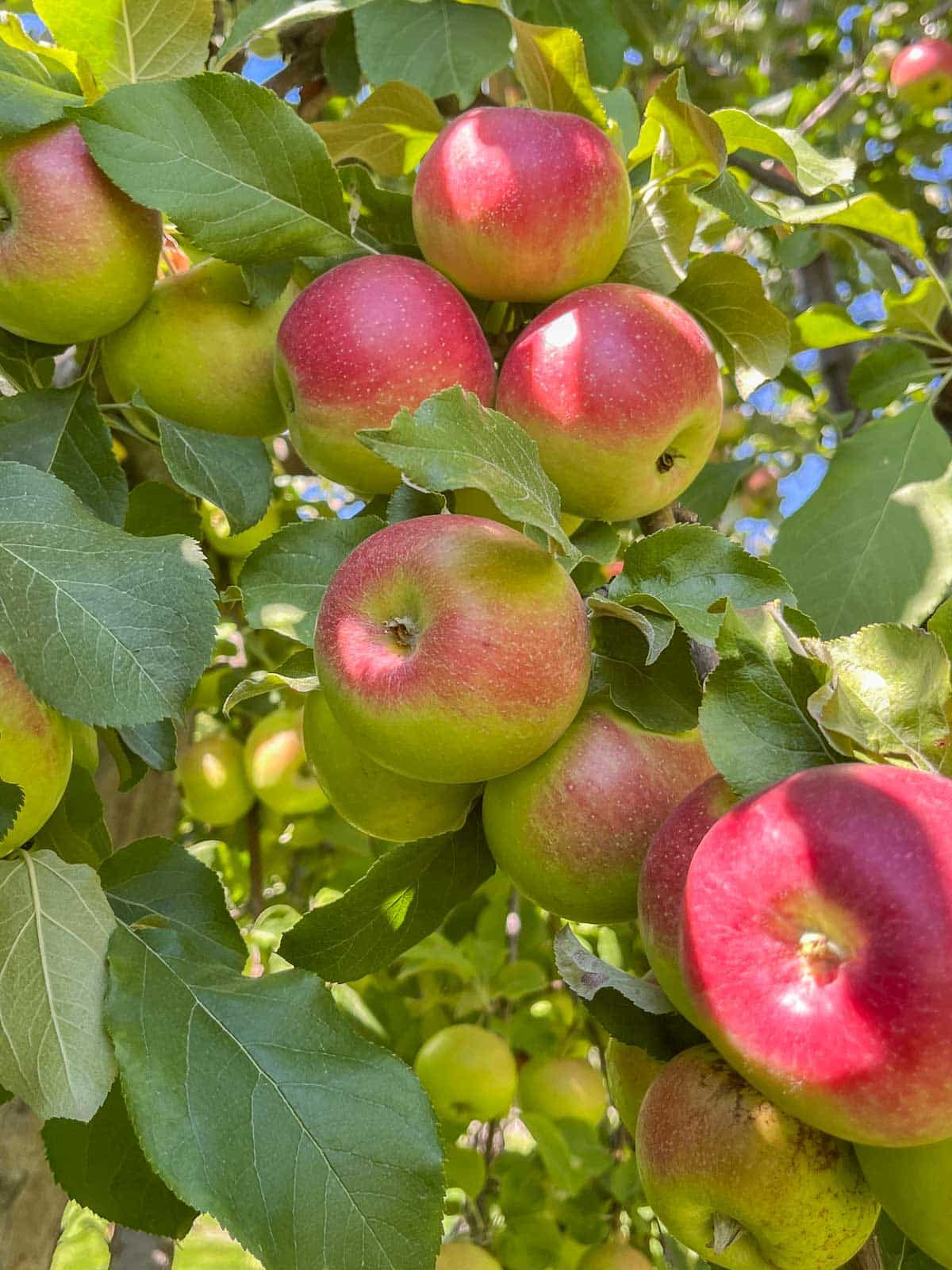 apple tree loaded with apples