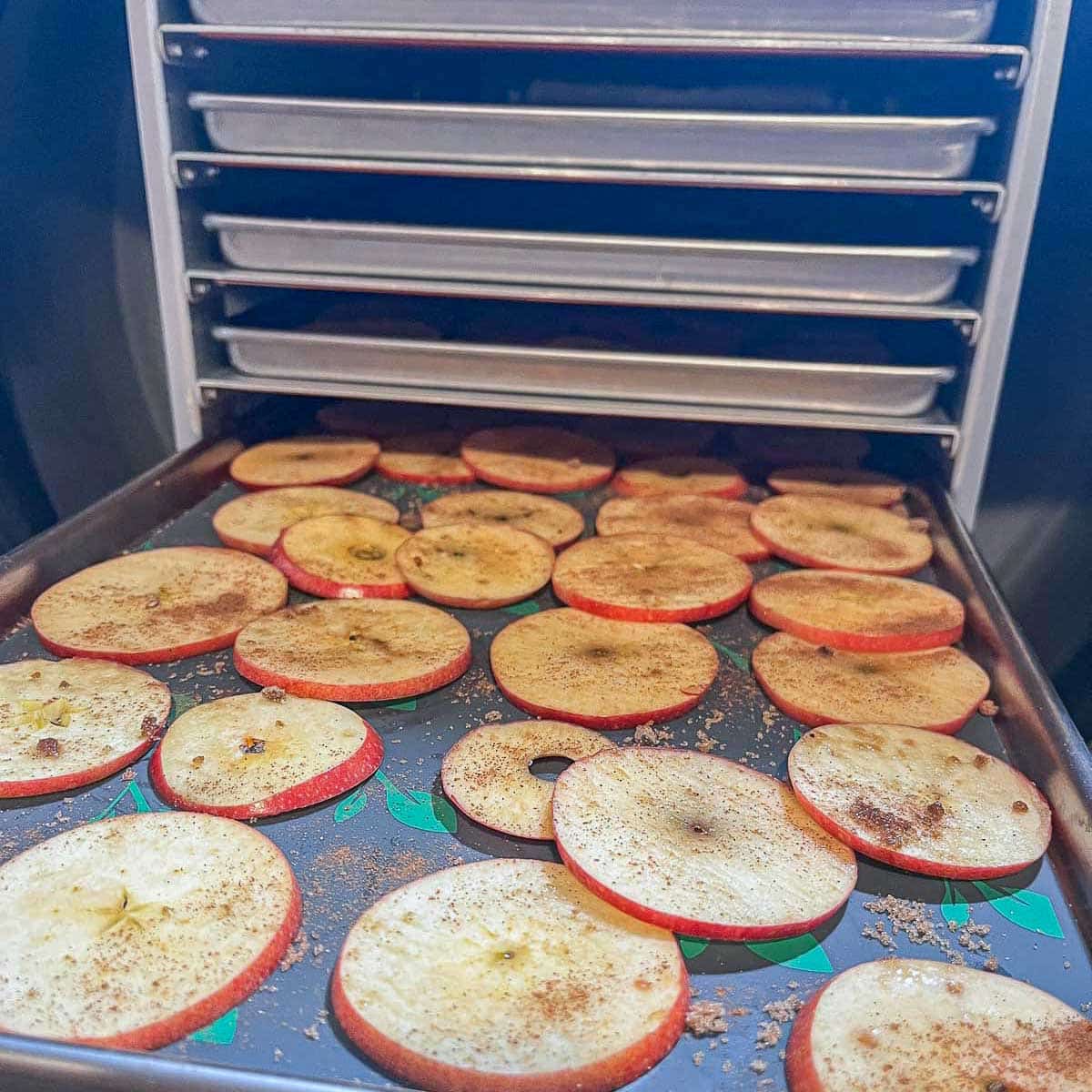 apple slices going into freeze dryer