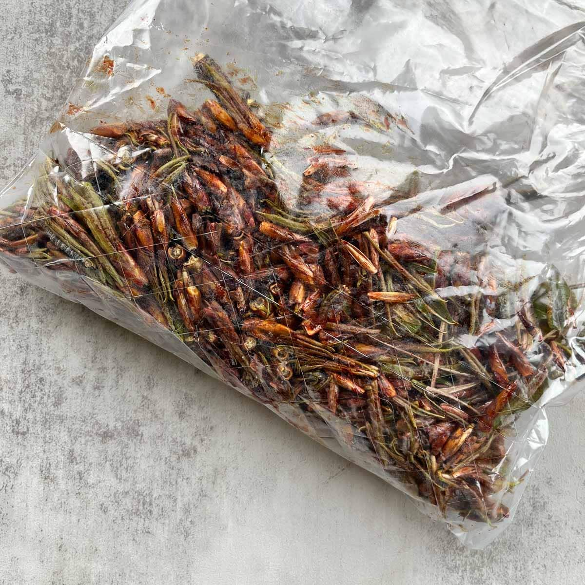 cotonwood buds in a plastic bag