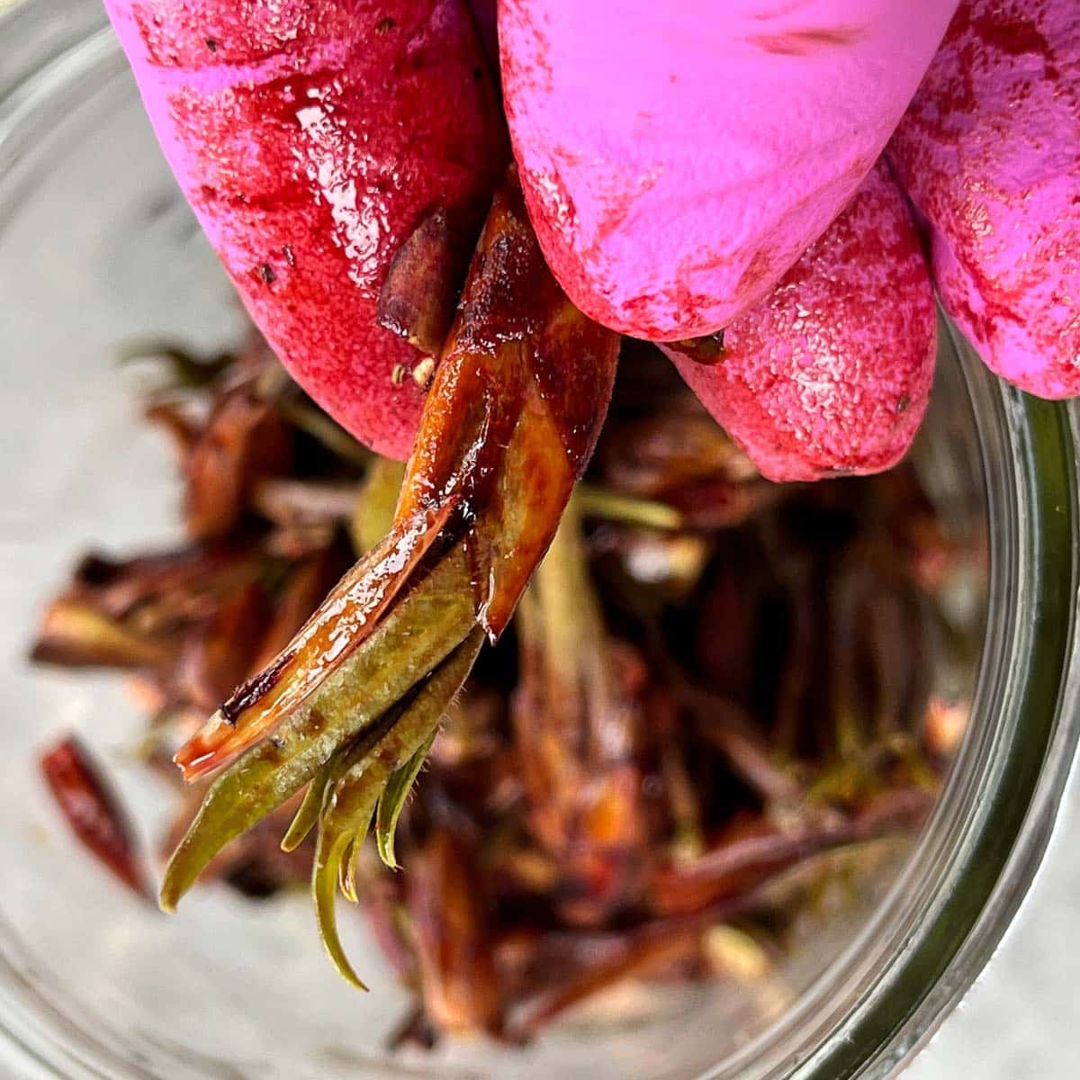 cottonwood buds over a mason jar