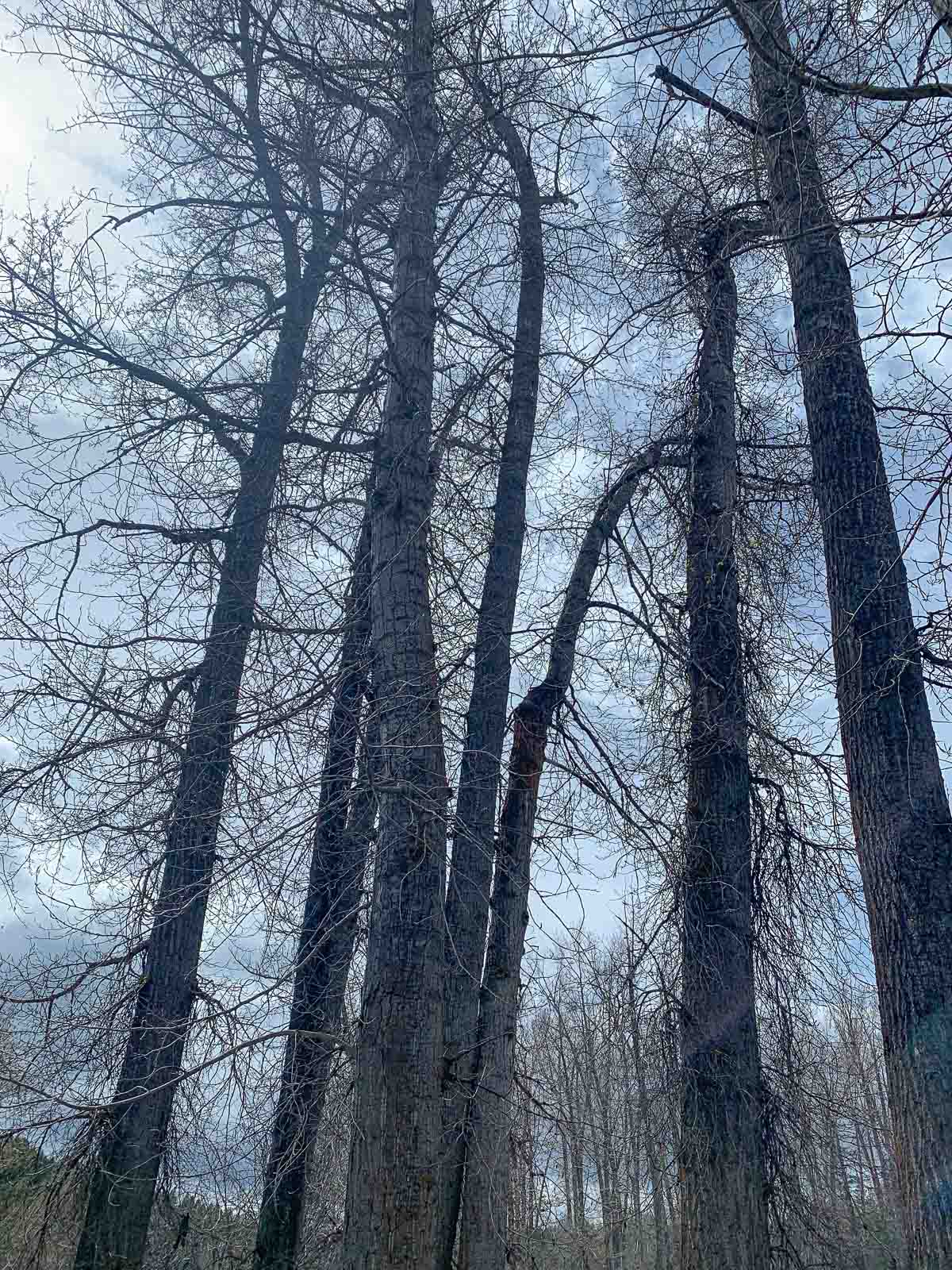 tall cottonwood trees