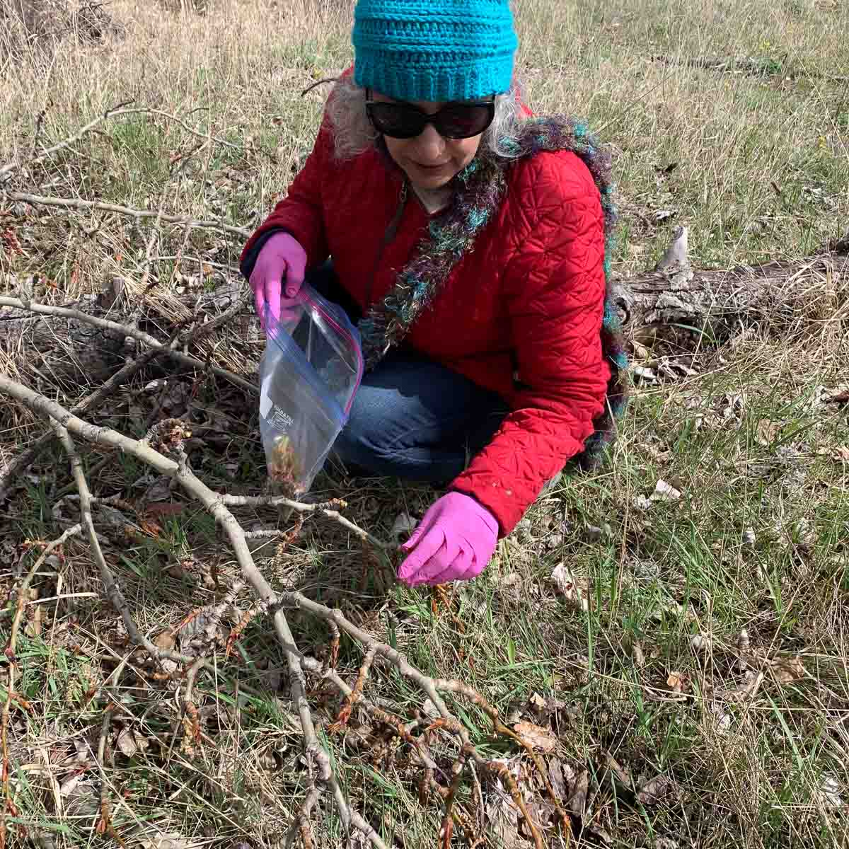 picking cottonwood buds from fallen cottonwood branch.