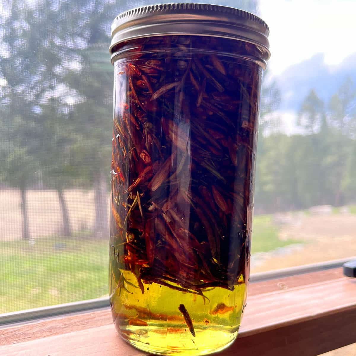 cottonwood buds in a jar in the windowsil 