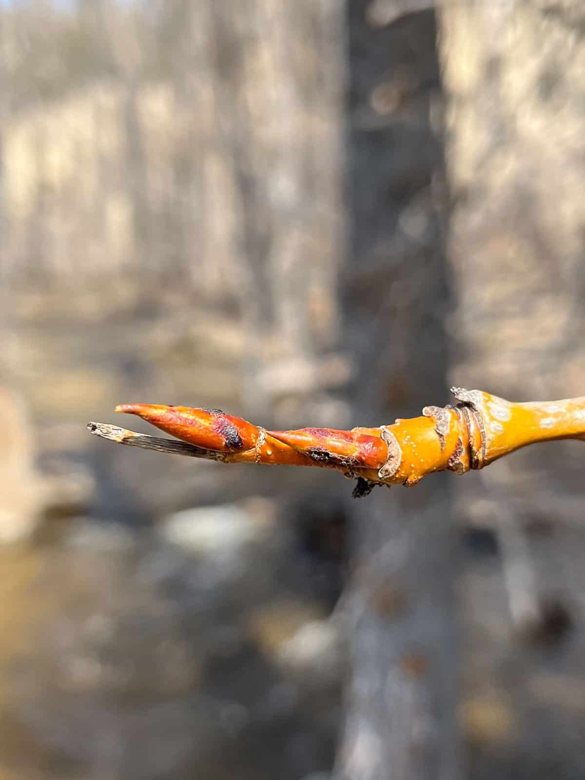 cottonwood bud.