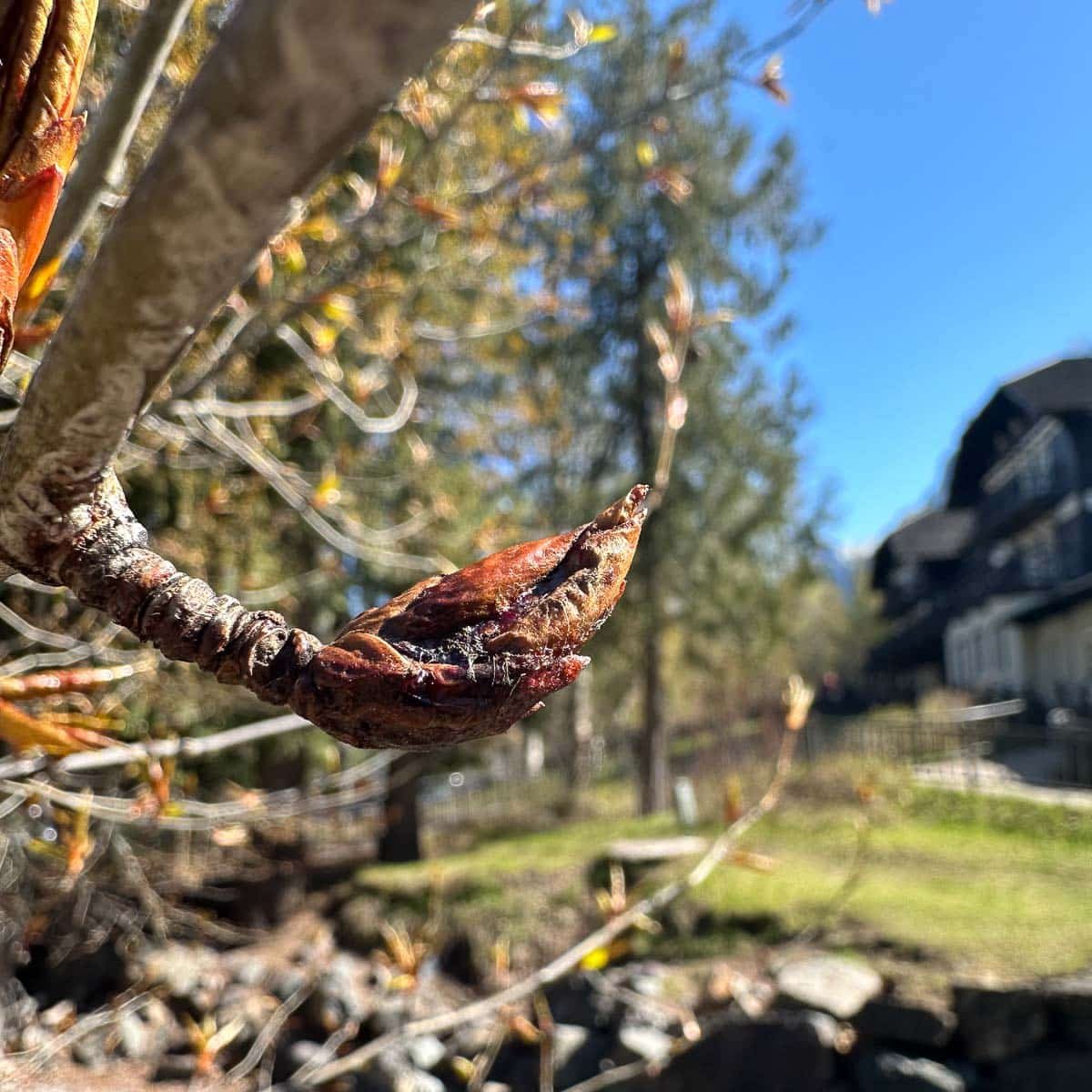 cottonwood bud.