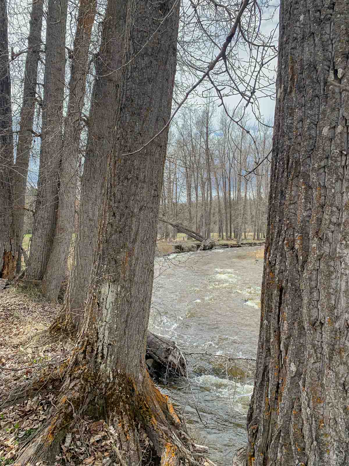 cottonwood trees next to a stream.