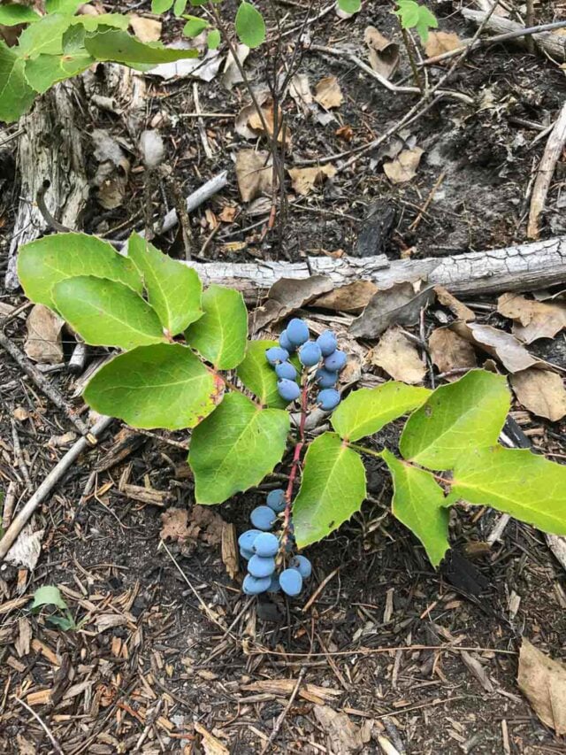 Foraging and Cooking with Oregon Grape | Hilda's Kitchen Blog