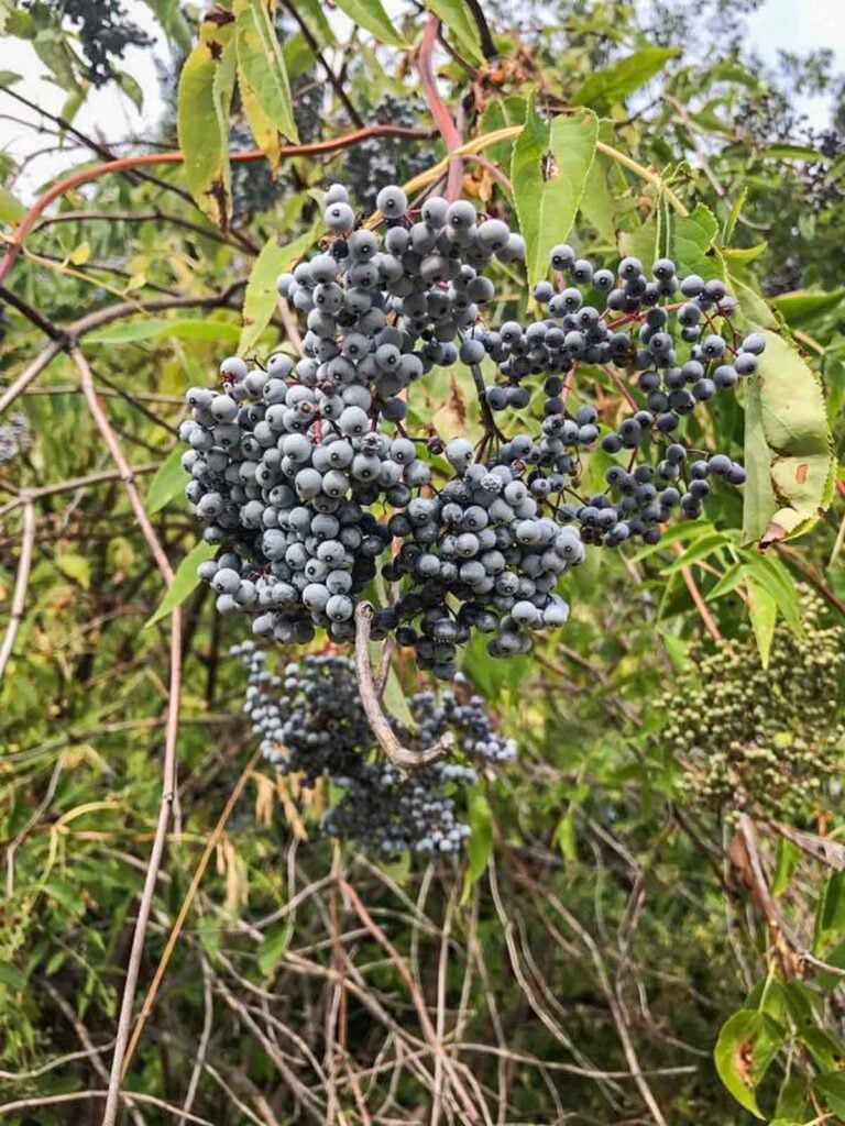 Foraging and Cooking with Oregon Grape | Hilda's Kitchen Blog